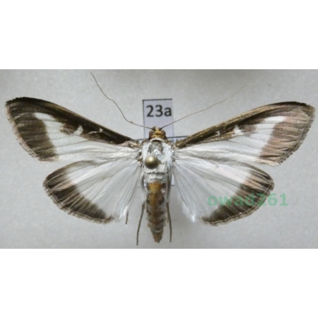 Cydalima perspectalis (Walker, 1859) Poland23a